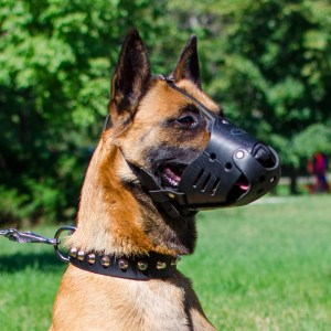 Кожаный намордник для бельгийской овчарки малинуа «Trained dog»